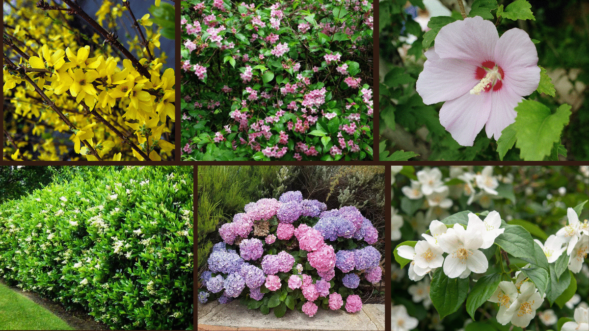 7 Quick-Growing Shrubs to Beautify Your Backyard