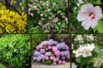 7 Quick-Growing Shrubs to Beautify Your Backyard