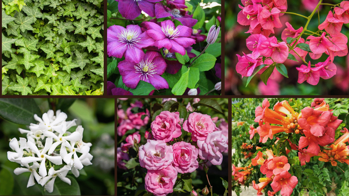Top 6 Fast-Growing Climbing Plants for Privacy