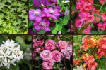 Top 6 Fast-Growing Climbing Plants for Privacy