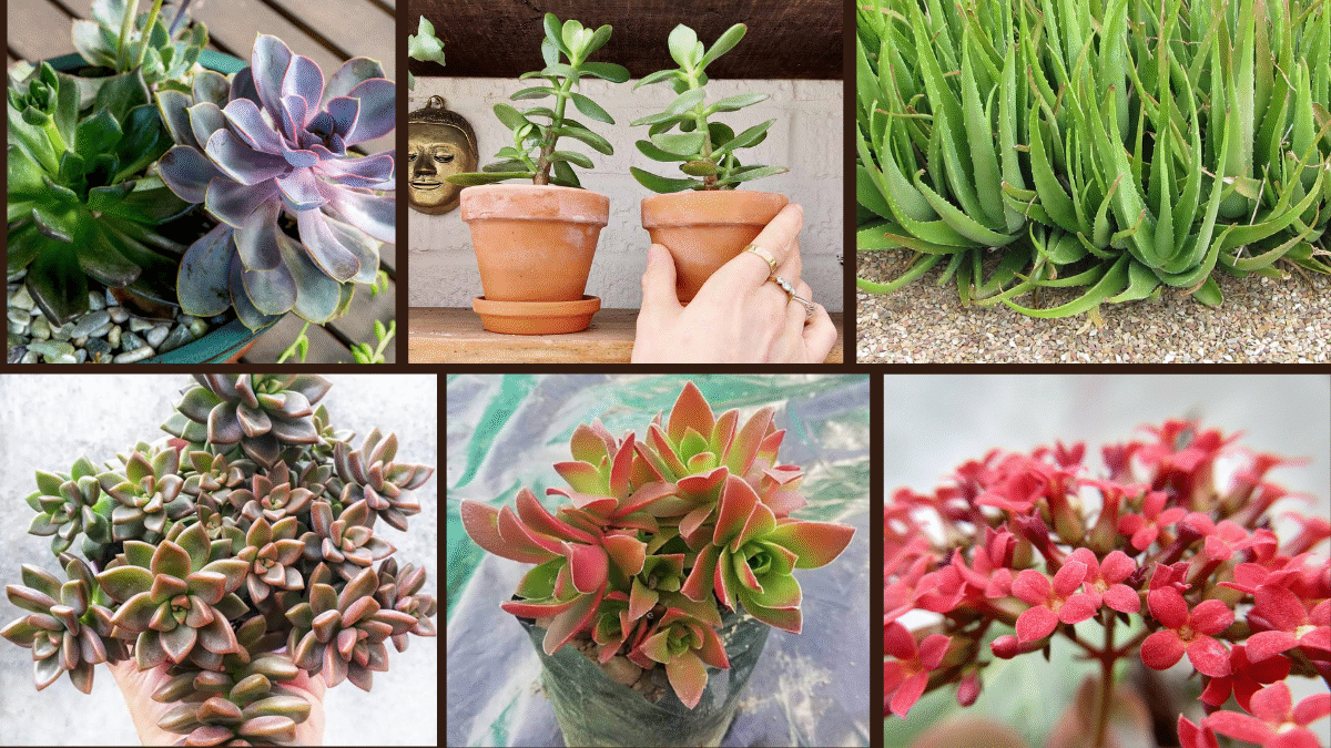 7 Fast-Growing Succulents to Start Your Collection