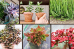 7 Fast-Growing Succulents to Start Your Collection