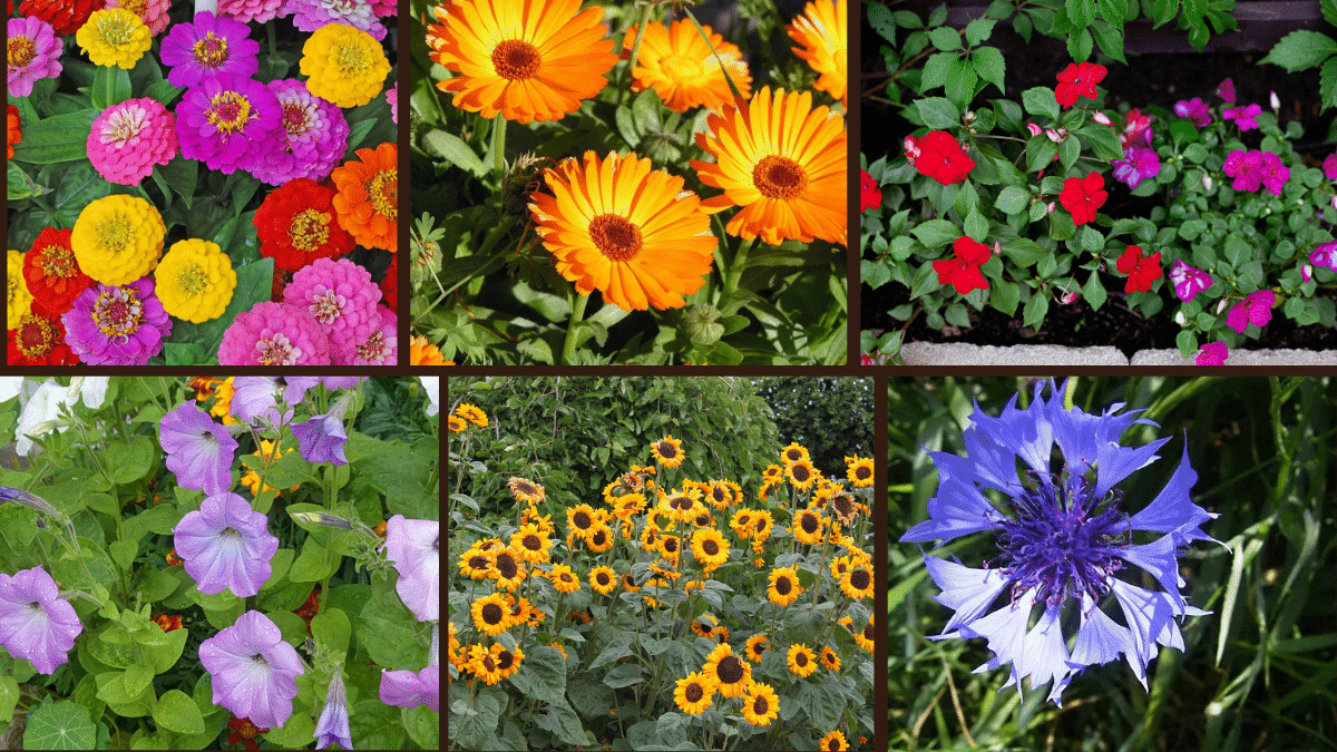 Top 10 Fast-Blooming Flowers for Beginners