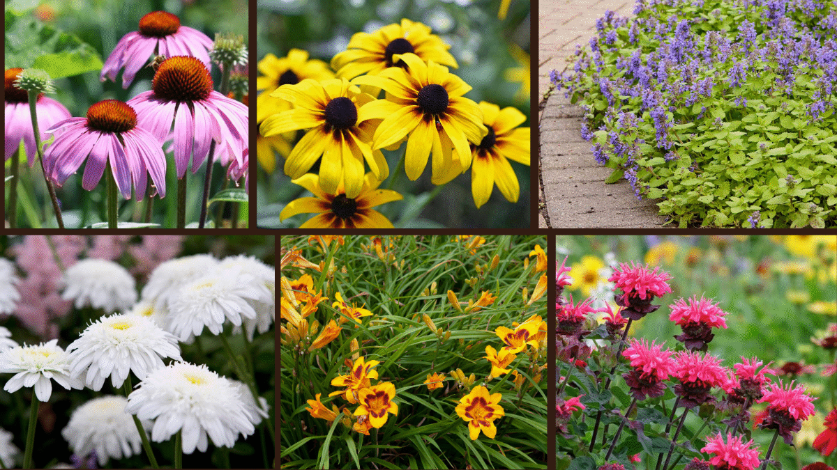 8 Fast-Growing Perennials to Brighten Your Garden