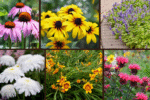 8 Fast-Growing Perennials to Brighten Your Garden