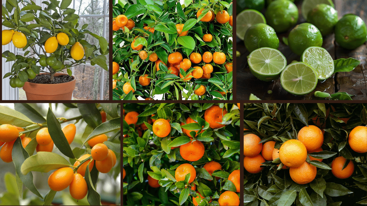 8 Fastest Growing Citrus Trees for Small Spaces
