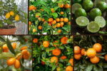 8 Fastest Growing Citrus Trees for Small Spaces