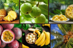 10 Fruits That Grow Quickly in Tropical Climates