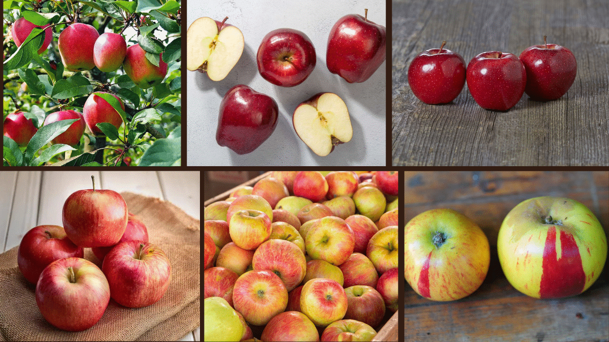 8 Best Fast-Growing Apple Tree Varieties