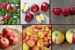 8 Best Fast-Growing Apple Tree Varieties