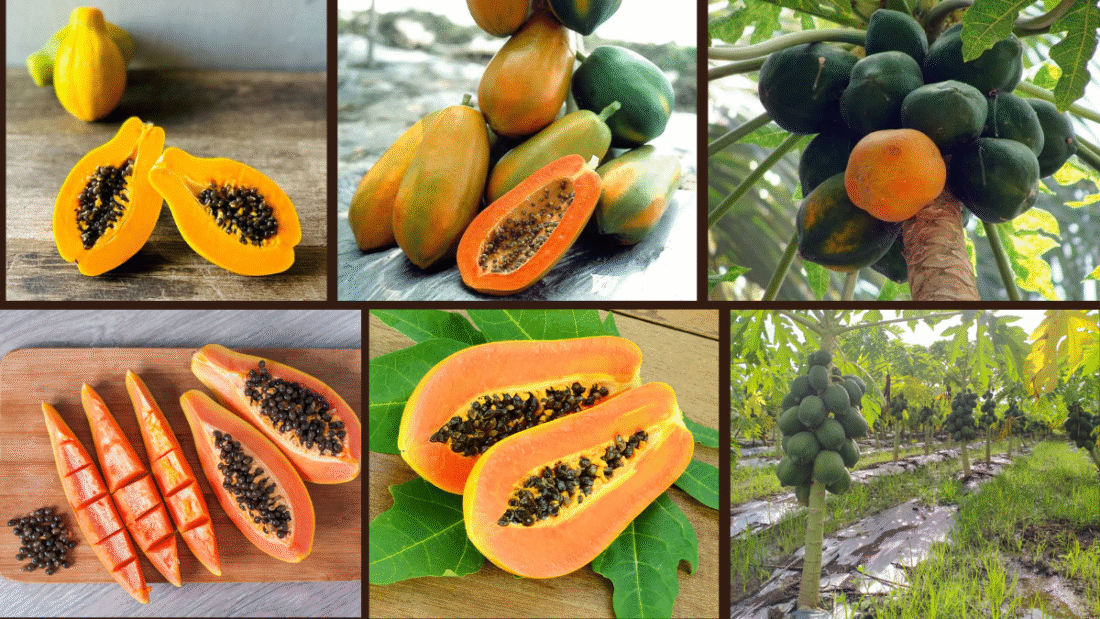 9 Quick-Growing Papaya Trees for Instant Yield