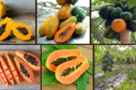 9 Quick-Growing Papaya Trees for Instant Yield