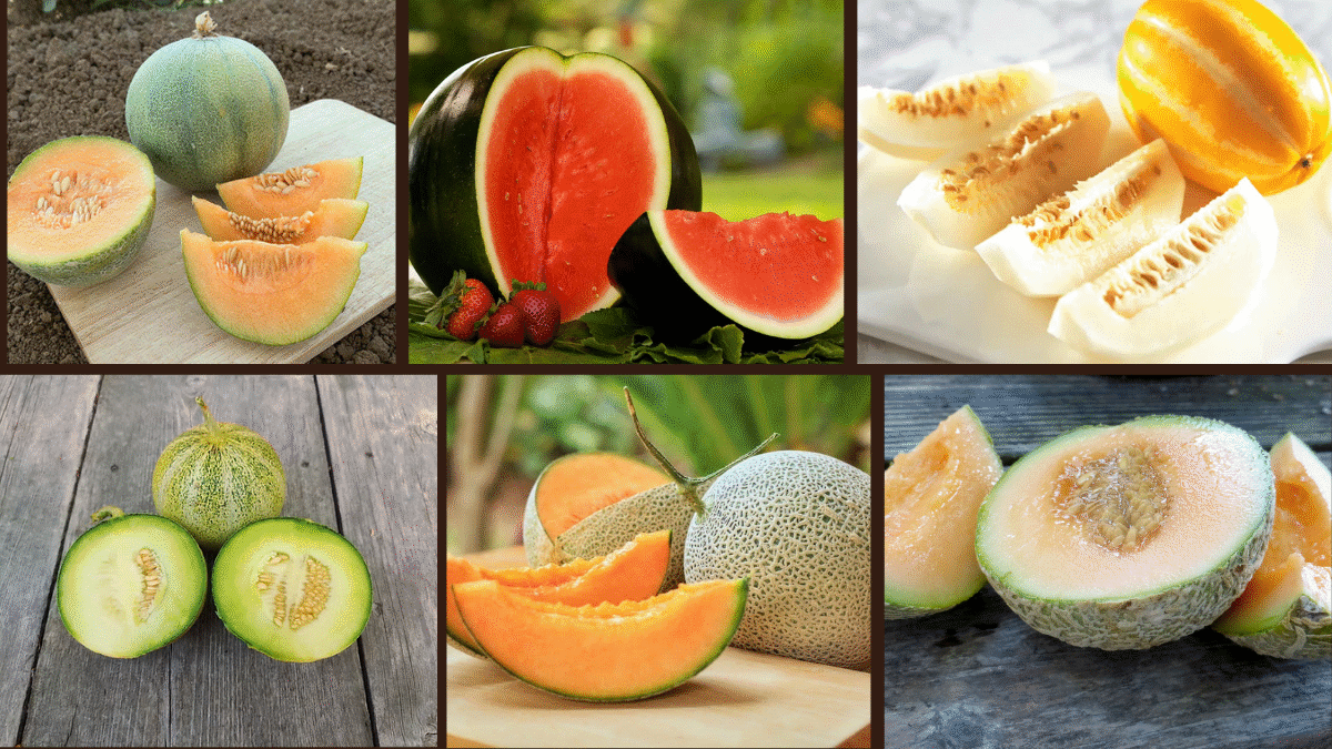 7 Fast-Maturing Melons for Sweet Summertime