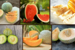 7 Fast-Maturing Melons for Sweet Summertime