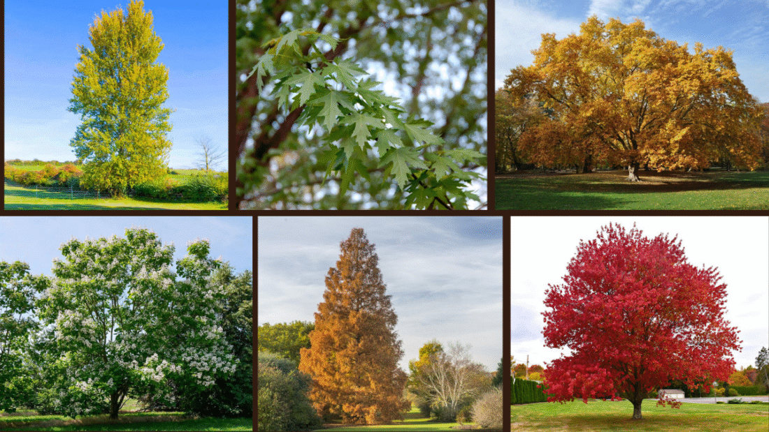 8 Quick-Growing Trees for Instant Shade