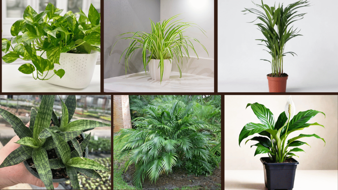 7 Fast-Growing Plants for Air Purification Indoors