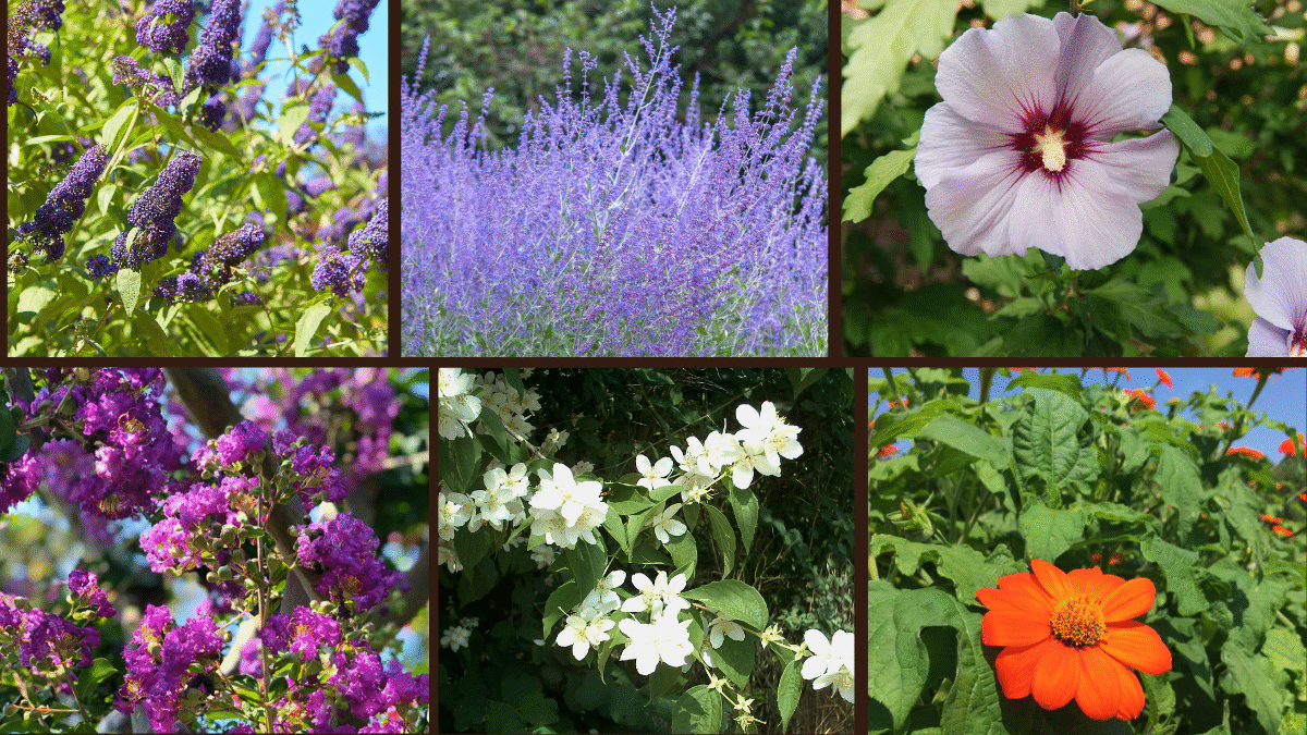 Top 6 Fast-Growing Ornamentals for Front Yards