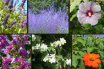 Top 6 Fast-Growing Ornamentals for Front Yards