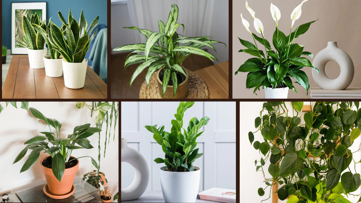 8 Fast-Growing Plants That Thrive in Low Light