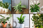 8 Fast-Growing Plants That Thrive in Low Light
