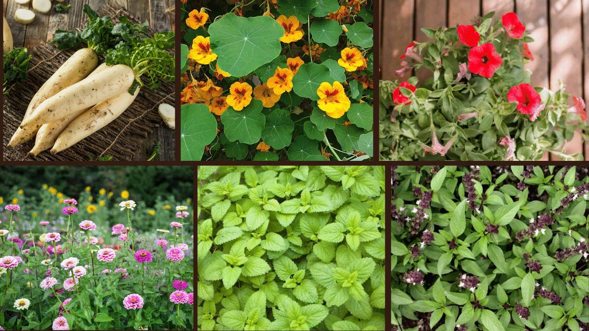 8 Best Fast-Growing Options for Container Gardening