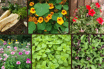 8 Best Fast-Growing Options for Container Gardening