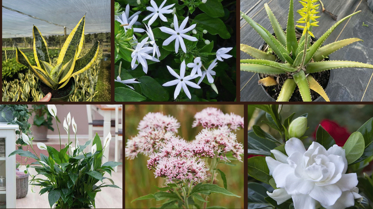 7 Top Plants That Help You Sleep Better