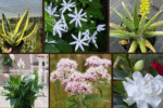 7 Top Plants That Help You Sleep Better