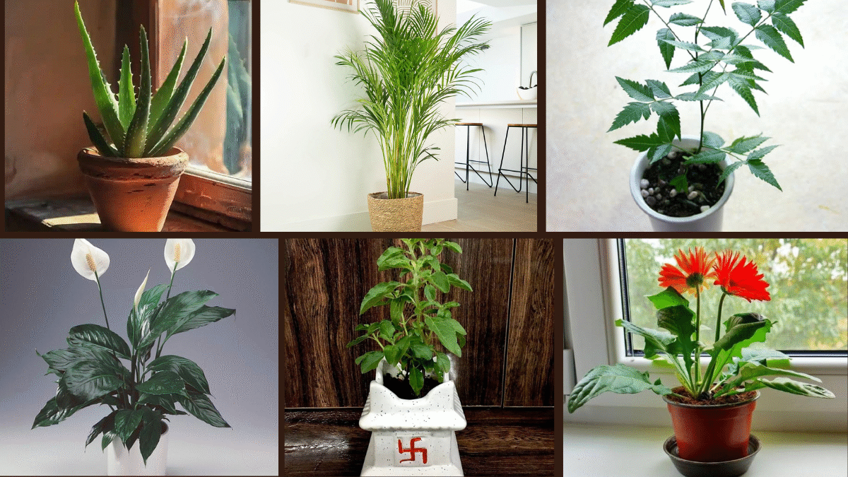 7 The Best Bedroom Plants for Oxygen Boost
