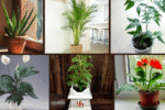 7 The Best Bedroom Plants for Oxygen Boost