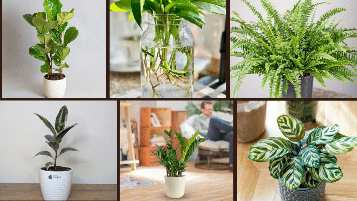 7 Indoor Plant Ideas for a Natural Home Look