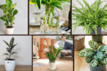 7 Indoor Plant Ideas for a Natural Home Look