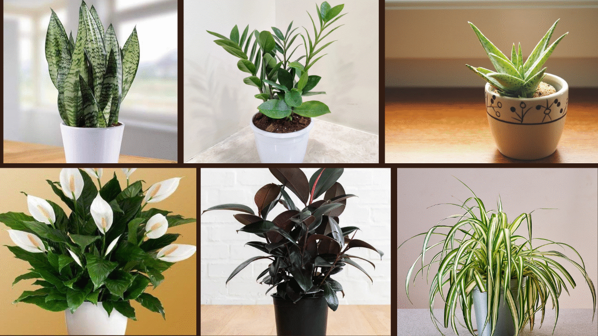7 The Best Office Plants to Boost Productivity