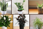 7 The Best Office Plants to Boost Productivity