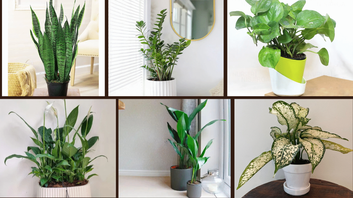 7 Bedroom Plants That Thrive Without Sunlight