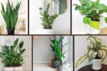 7 Bedroom Plants That Thrive Without Sunlight