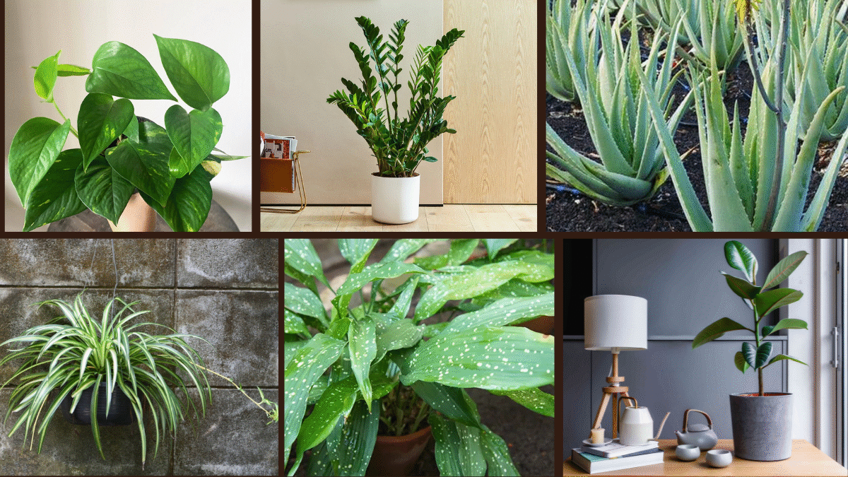 7 Indoor Plants That Require Little Maintenance