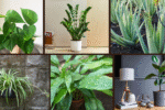 7 Indoor Plants That Require Little Maintenance