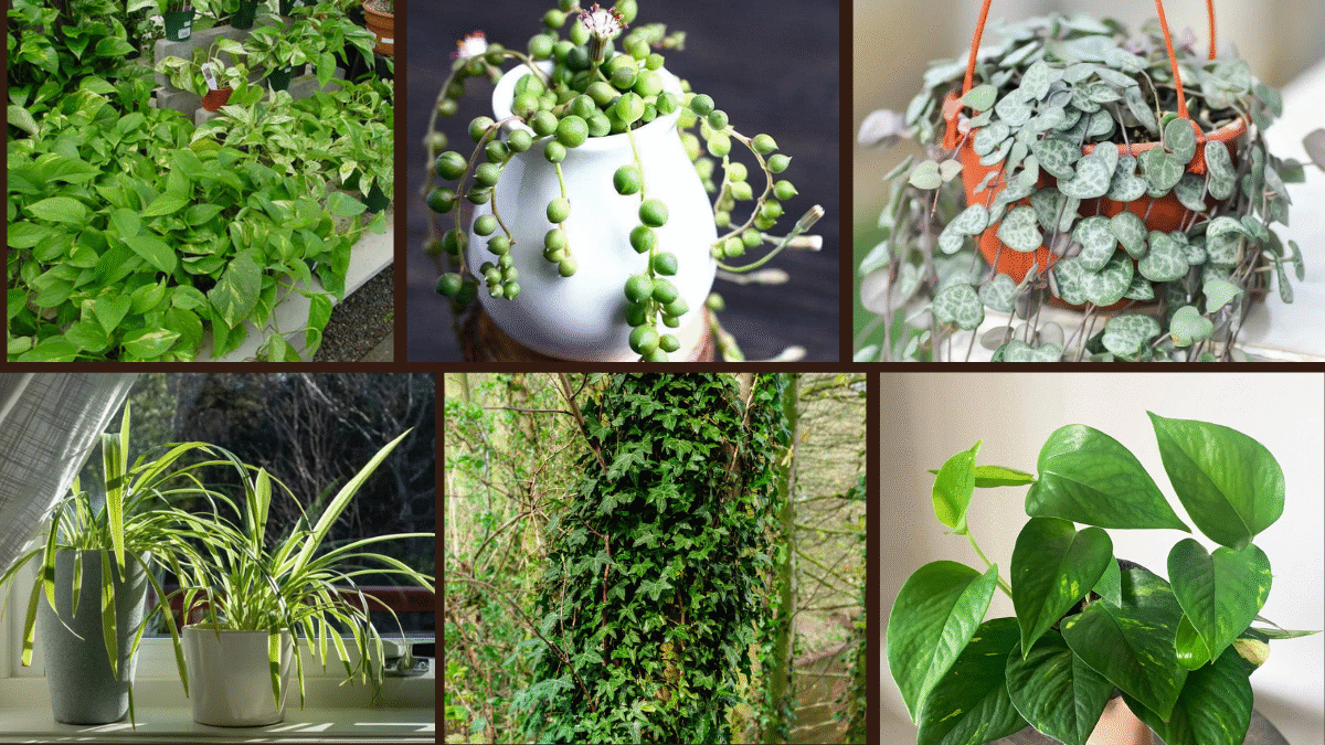 6 The Best Hanging Plants for Modern Homes