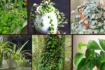 6 The Best Hanging Plants for Modern Homes
