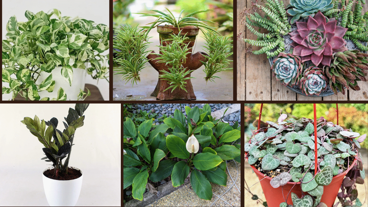 Top 6 Indoor Plants for Small Spaces