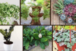 Top 6 Indoor Plants for Small Spaces