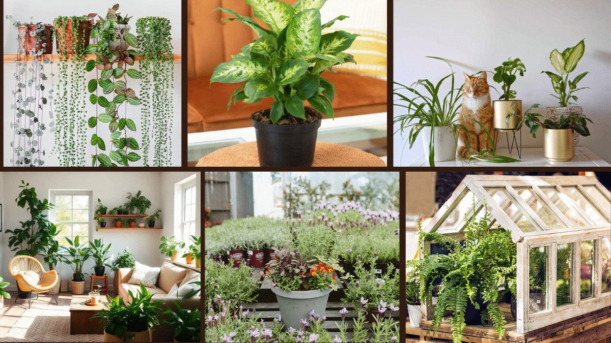 6 Top Indoor Plant Trends This Year