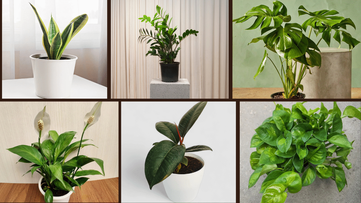 6 Best Indoor Plants for Clean-Looking Interiors