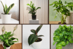 6 Best Indoor Plants for Clean-Looking Interiors