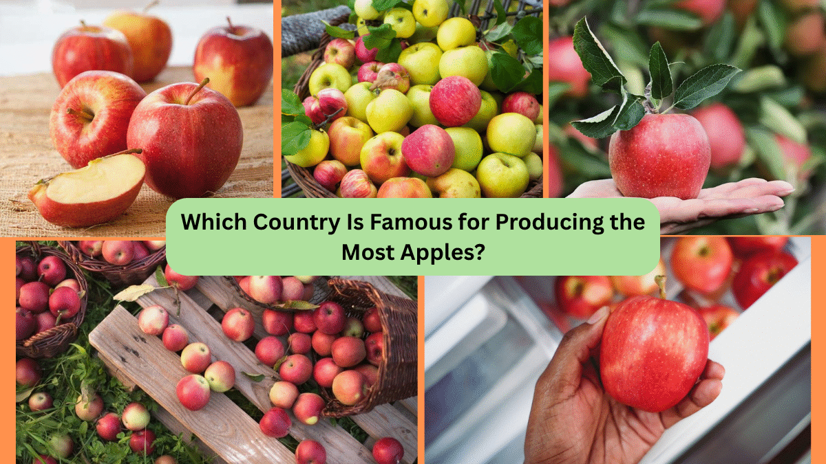 Which Country Is Famous for Producing the Most Apples?