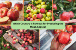 Which Country Is Famous for Producing the Most Apples?