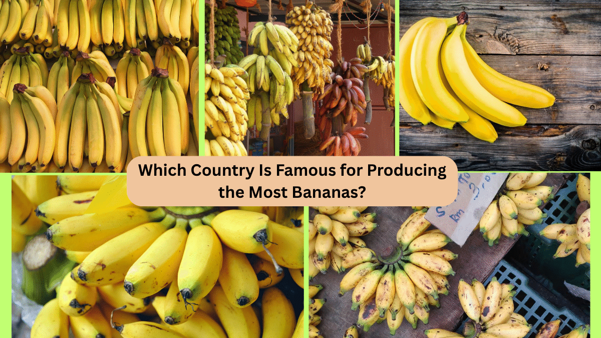 Which Country Is Famous for Producing the Most Bananas?