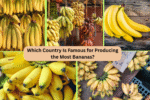 Which Country Is Famous for Producing the Most Bananas?