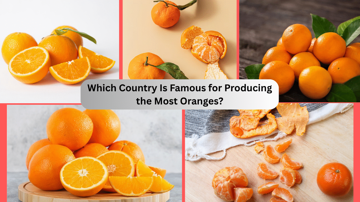 Which Country Is Famous for Producing the Most Oranges?